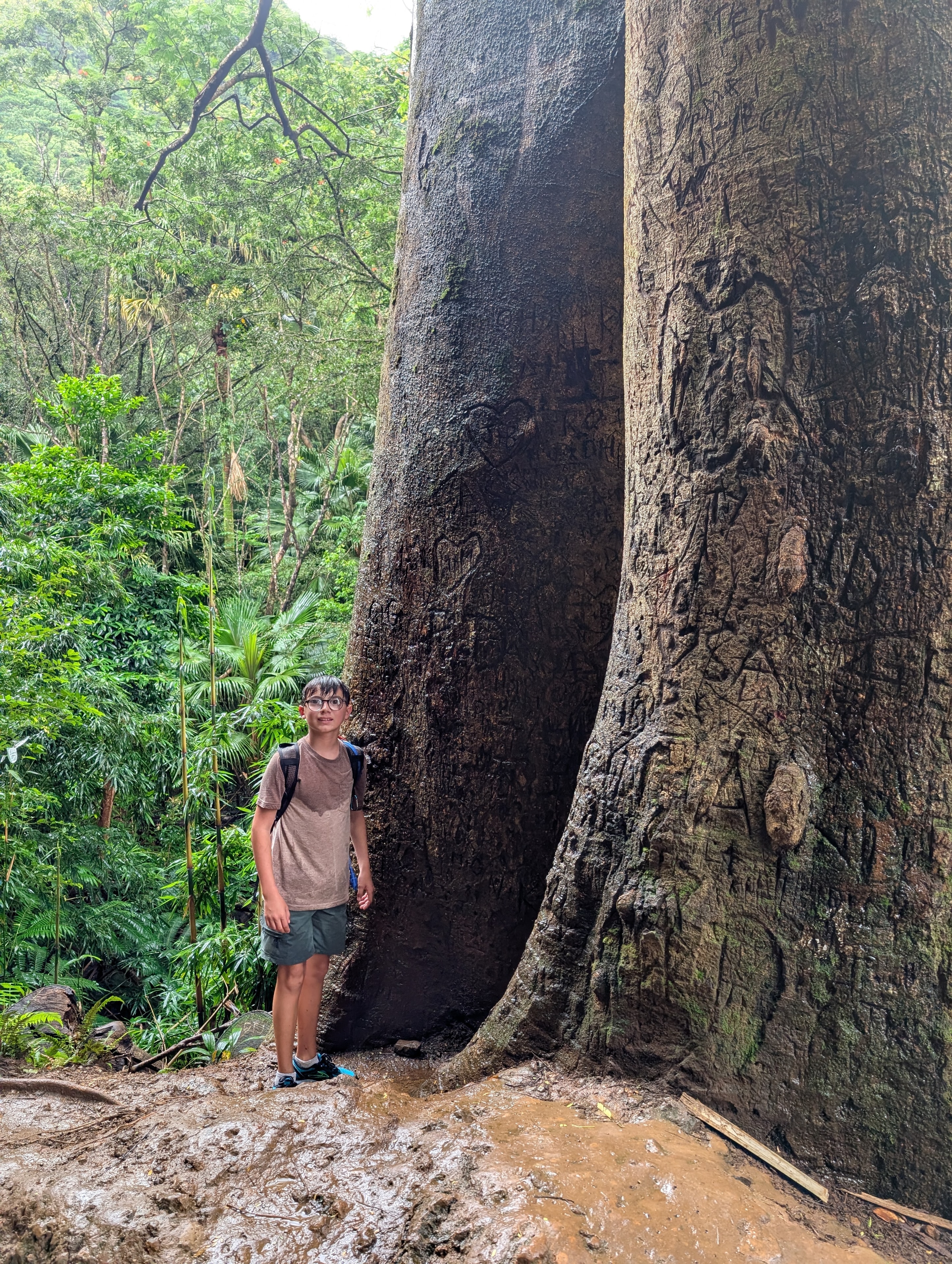 Kid standing next to massive tree trunks in the Hawaiian jungle