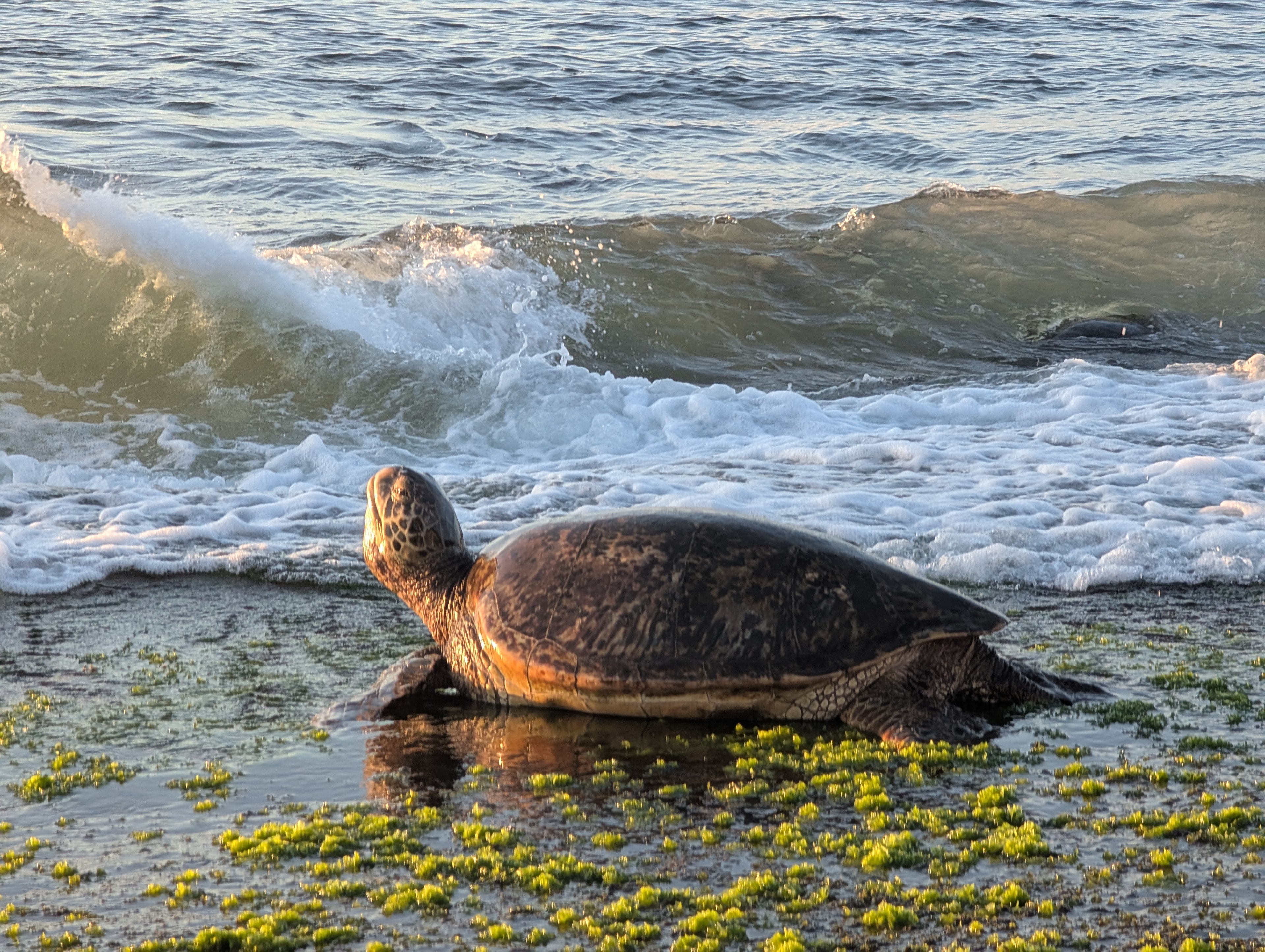 Sea turtle coming ashore at sunset in Oahu