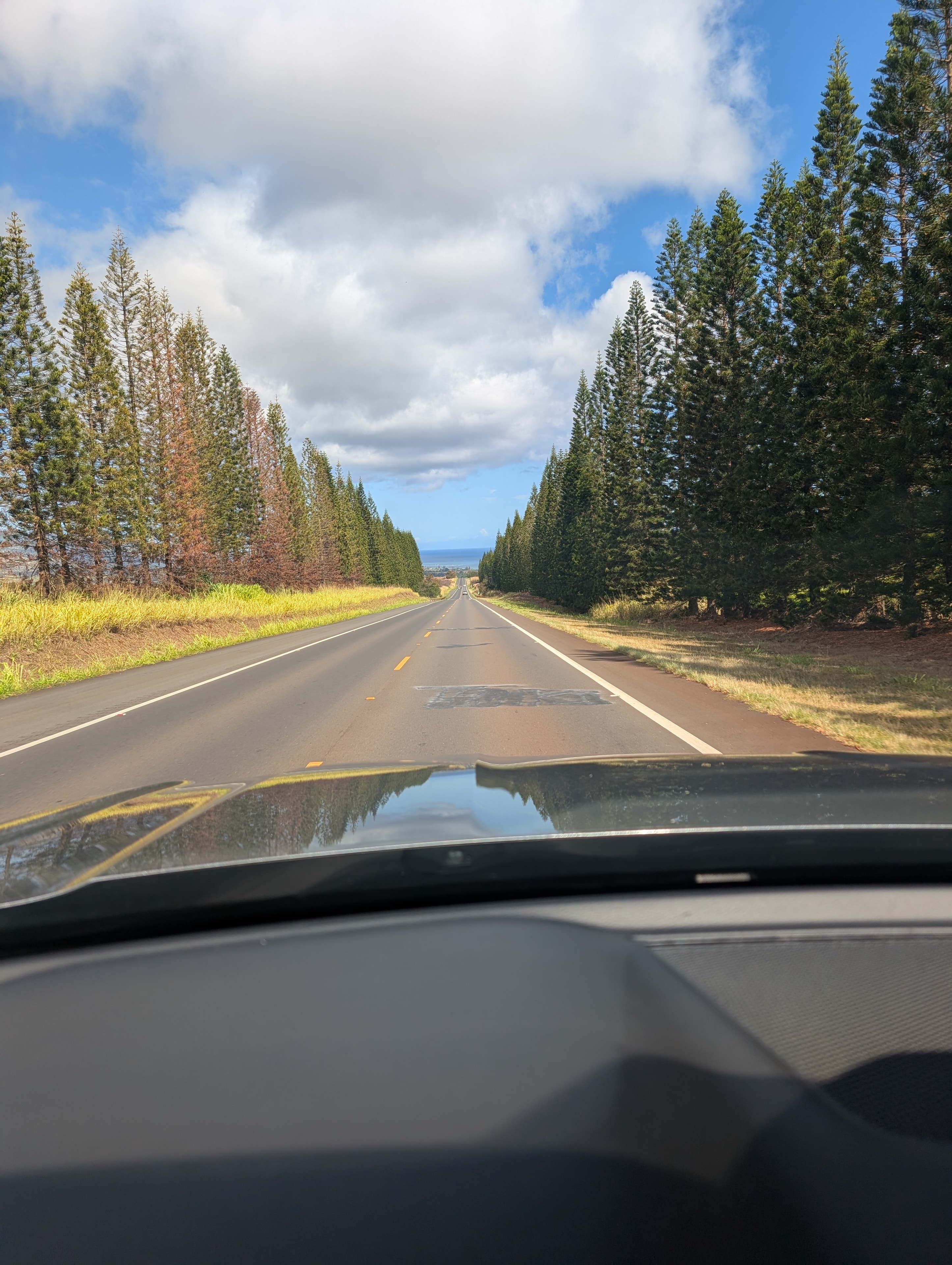 Open highway lined with tall pine trees